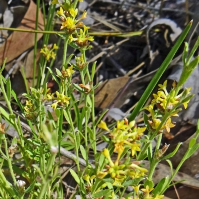 Pimelea curviflora (Curved Rice-flower) at Farrer, ACT - 16 Dec 2014 by galah681