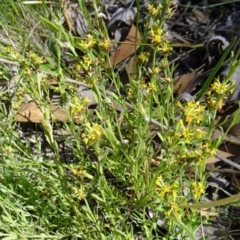 Pimelea curviflora at Farrer, ACT - 17 Dec 2014 09:30 AM