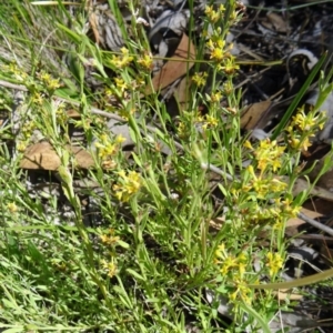 Pimelea curviflora at Farrer, ACT - 17 Dec 2014