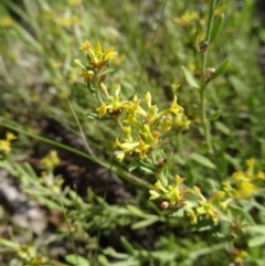 Pimelea curviflora at Farrer, ACT - 17 Dec 2014 09:30 AM