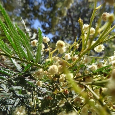 Acacia parramattensis (Parramatta Green Wattle) at Farrer Ridge - 16 Dec 2014 by galah681
