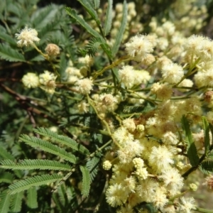 Acacia parramattensis at Farrer, ACT - 17 Dec 2014