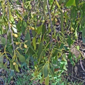 Amyema miquelii at Farrer, ACT - 17 Dec 2014 09:37 AM