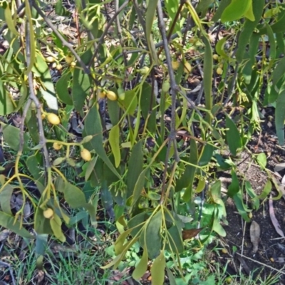 Amyema miquelii (Box Mistletoe) at Farrer, ACT - 17 Dec 2014 by galah681