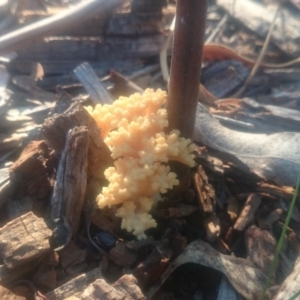 Ramaria sp. at Paddys River, ACT - 31 Mar 2016