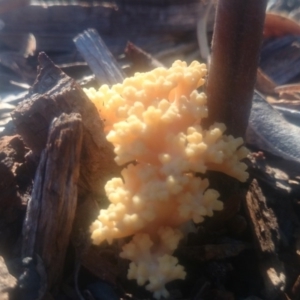 Ramaria sp. at Paddys River, ACT - 31 Mar 2016