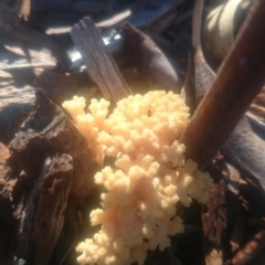 Ramaria sp. at Paddys River, ACT - 31 Mar 2016