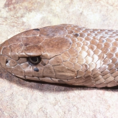 Pseudonaja textilis (Eastern Brown Snake) at Frogmore, NSW - 20 May 1977 by wombey
