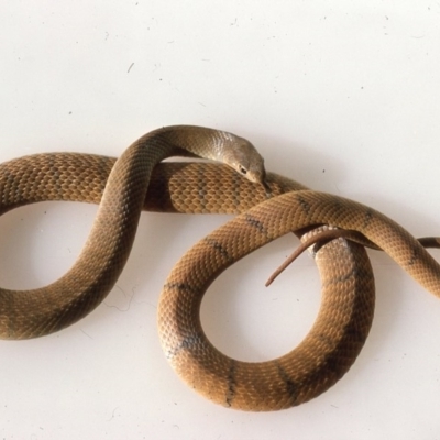 Pseudonaja textilis (Eastern Brown Snake) at Mongarlowe River - 3 Dec 1975 by wombey