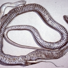 Pseudonaja textilis (Eastern Brown Snake) at QPRC LGA - 2 Nov 1980 by wombey