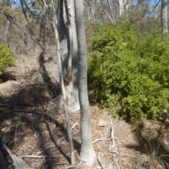 Billardiera heterophylla (Western Australian Bluebell Creeper) at Bruce, ACT - 1 Apr 2016 by MichaelMulvaney