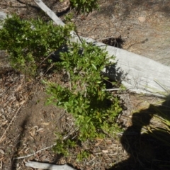 Billardiera heterophylla (Western Australian Bluebell Creeper) at Bruce Ridge - 1 Apr 2016 by MichaelMulvaney