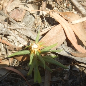 Coronidium oxylepis subsp. lanatum at Point 111 - 1 Apr 2016