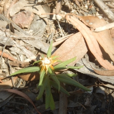 Coronidium oxylepis subsp. lanatum (Woolly Pointed Everlasting) at Bruce, ACT - 1 Apr 2016 by MichaelMulvaney