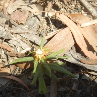 Coronidium oxylepis subsp. lanatum (Woolly Pointed Everlasting) at Bruce Ridge - 1 Apr 2016 by MichaelMulvaney