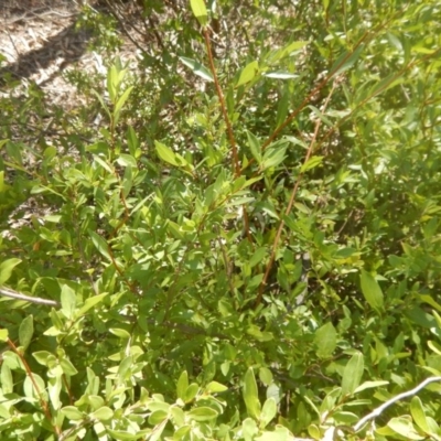 Billardiera heterophylla (Western Australian Bluebell Creeper) at Point 111 - 1 Apr 2016 by MichaelMulvaney