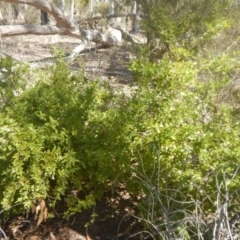 Billardiera heterophylla at Bruce, ACT - 1 Apr 2016