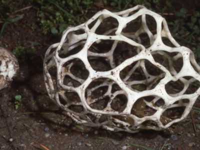 Ileodictyon gracile (Smooth Cage) at Malua Bay, NSW - 25 May 1983 by wombey