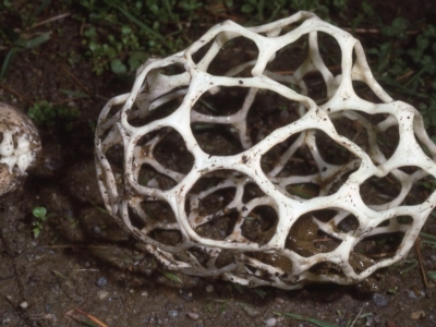 Ileodictyon gracile (Smooth Cage) at Malua Bay, NSW - 24 May 1983 by wombey