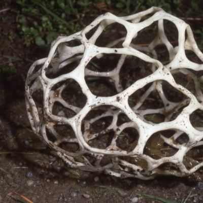 Ileodictyon gracile (Smooth Cage) at Malua Bay, NSW - 25 May 1983 by wombey