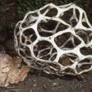 Ileodictyon gracile at Malua Bay, NSW - 25 May 1983