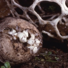 Ileodictyon gracile at Malua Bay, NSW - 25 May 1983