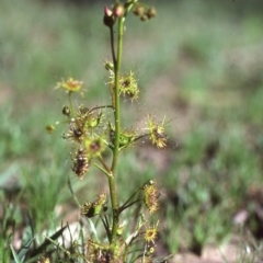 Drosera (genus) (A Sundew) at Mount Fairy, NSW - 2 Oct 1983 by wombey