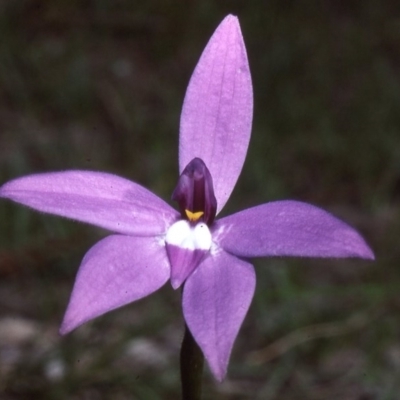 Glossodia major (Wax Lip Orchid) at QPRC LGA - 1 Oct 1983 by wombey