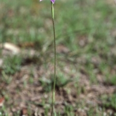 Glossodia major at Mount Fairy, NSW - suppressed