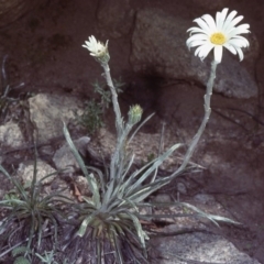 Celmisia costiniana (Costin's Snow Daisy) at Kosciuszko National Park, NSW - 14 Jan 1979 by wombey