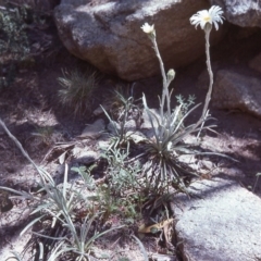 Celmisia costiniana at Kosciuszko National Park, NSW - 14 Jan 1979 12:00 AM