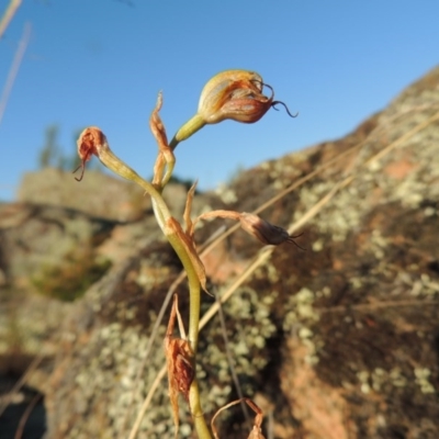 Oligochaetochilus hamatus (Southern Hooked Rustyhood) at Greenway, ACT - 19 Nov 2014 by michaelb