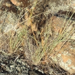 Oligochaetochilus hamatus at Greenway, ACT - 19 Nov 2014