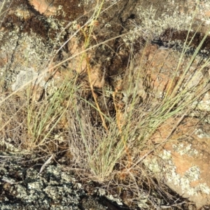 Oligochaetochilus hamatus at Greenway, ACT - suppressed