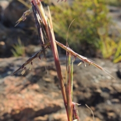 Cymbopogon refractus (Barbed-wire Grass) at Pine Island to Point Hut - 19 Nov 2014 by michaelb