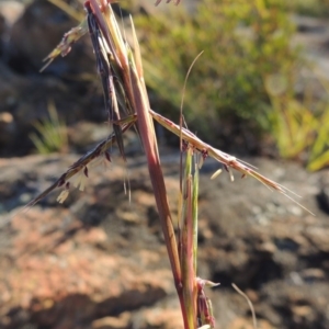 Cymbopogon refractus at Greenway, ACT - 19 Nov 2014 06:57 PM