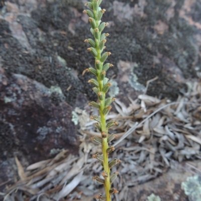 Microtis (genus) (onion orchids) at Greenway, ACT - 19 Nov 2014 by MichaelBedingfield