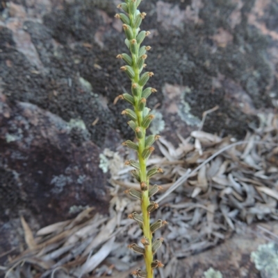 Microtis sp. (Onion Orchid) at Greenway, ACT - 19 Nov 2014 by michaelb