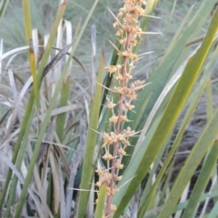 Lomandra longifolia (Spiny-headed Mat-rush, Honey Reed) at Pine Island to Point Hut - 19 Nov 2014 by michaelb