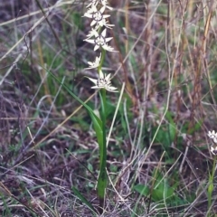 Wurmbea dioica subsp. dioica (Early Nancy) at Tuggeranong Hill - 6 Oct 2000 by michaelb