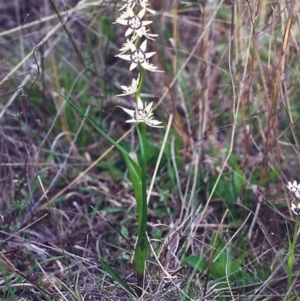 Wurmbea dioica subsp. dioica at Conder, ACT - 7 Oct 2000