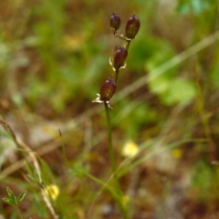 Wurmbea dioica subsp. dioica (Early Nancy) at Tuggeranong Hill - 19 Nov 1999 by michaelb