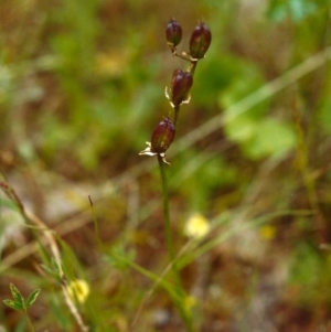 Wurmbea dioica subsp. dioica at Conder, ACT - 20 Nov 1999 12:00 AM