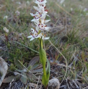 Wurmbea dioica subsp. dioica at Conder, ACT - 8 Sep 2014