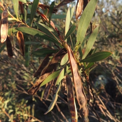 Acacia rubida (Red-stemmed Wattle, Red-leaved Wattle) at Greenway, ACT - 19 Nov 2014 by MichaelBedingfield