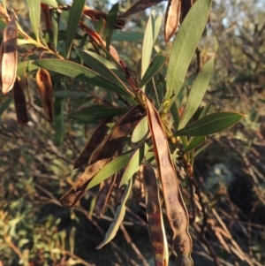 Acacia rubida at Greenway, ACT - 19 Nov 2014