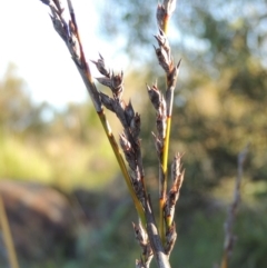 Lepidosperma laterale (Variable Sword Sedge) at Greenway, ACT - 19 Nov 2014 by MichaelBedingfield