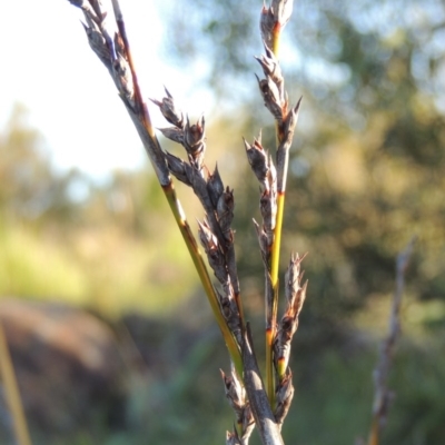 Lepidosperma laterale (Variable Sword Sedge) at Greenway, ACT - 19 Nov 2014 by MichaelBedingfield