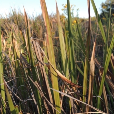 Imperata cylindrica (Blady Grass) at Greenway, ACT - 19 Nov 2014 by MichaelBedingfield