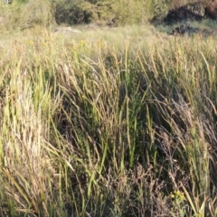 Imperata cylindrica at Greenway, ACT - 19 Nov 2014